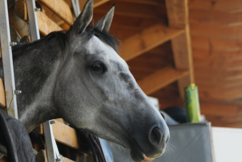 Grand Prix parkúrové a medzinárodné voltížne preteky 2018 Grand Prix parkúrové a medzinárodné voltížne preteky 2018