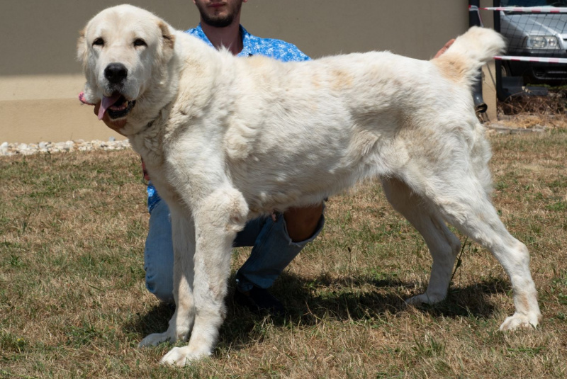 Blog / Domáci miláčikovia sú u nás vítaní - dog friendly hotel  - foto Blog / Domáci miláčikovia sú u nás vítaní - dog friendly hotel  - foto