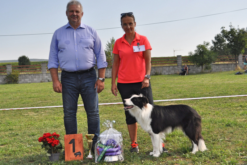 Blog / Výstava najinteligentnejších chlpáčov na Rozálke - foto