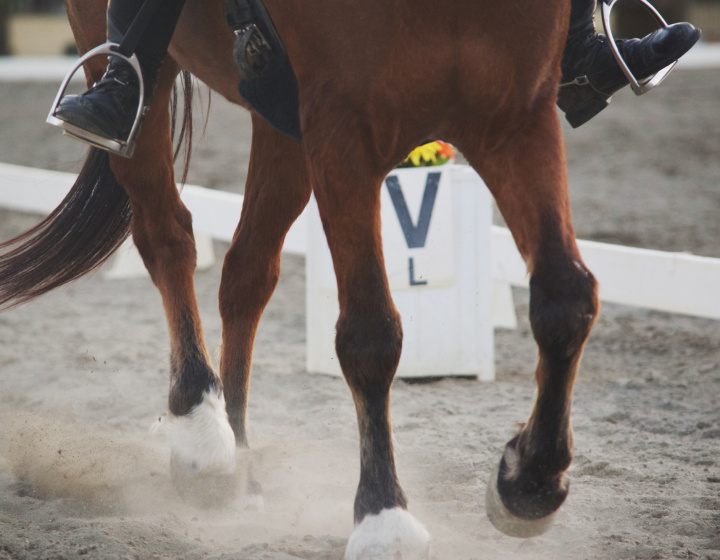 Royal equestrian discipline - dressage