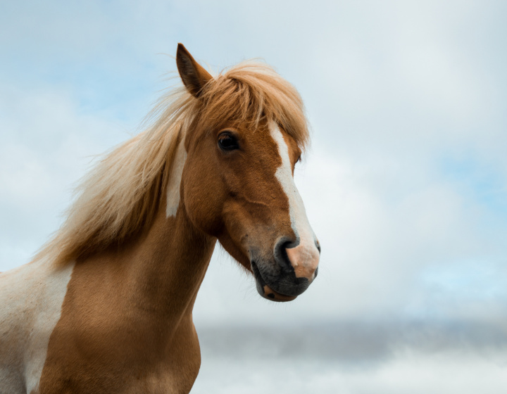 10 zaujímavých faktov o koňoch 
