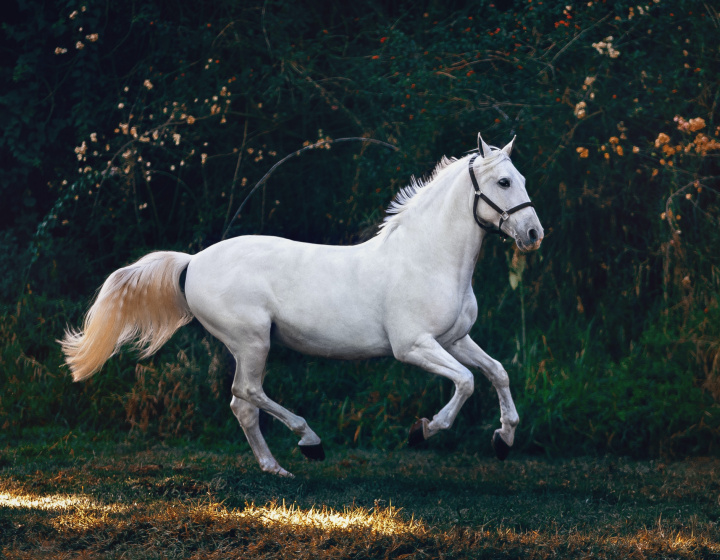 Different types of horse breeds (part 1)